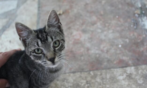 NE KUPUJ, UDOMI- Zlatko traži svoj dom!