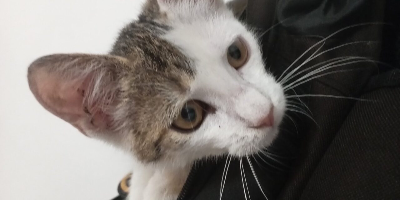 NE KUPUJ, UDOMI- Tom traži svoj dom!