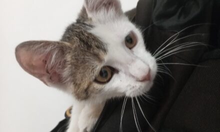 NE KUPUJ, UDOMI- Tom traži svoj dom!