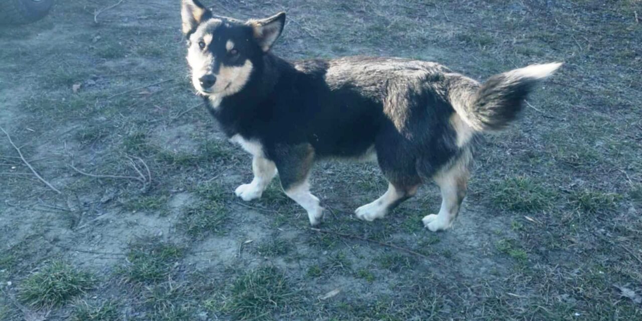 NE KUPUJ, UDOMI- Šortiju je potreban dom!