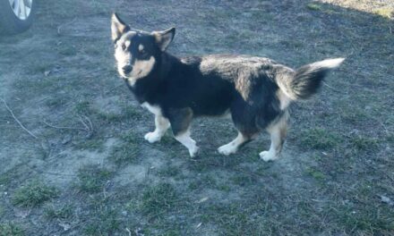 NE KUPUJ, UDOMI- Šortiju je potreban dom!