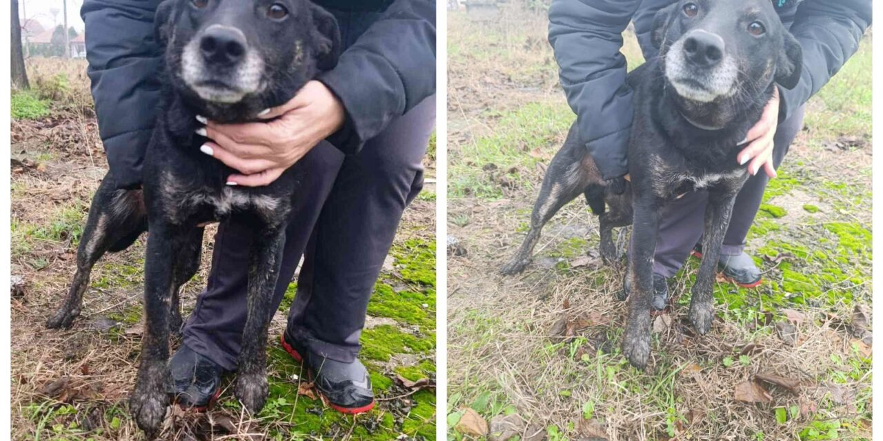 NE KUPUJ, UDOMI- Švrća traži svoj dom!