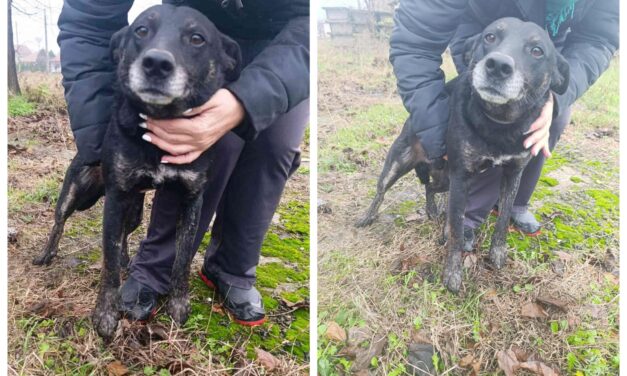 NE KUPUJ, UDOMI- Švrća traži svoj dom!