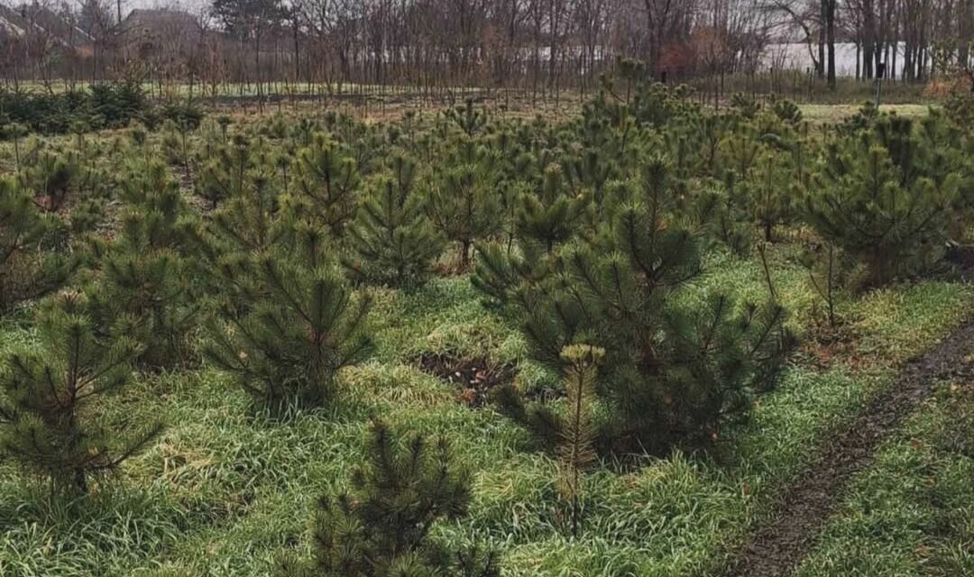 PRAZNIČNA PONUDA JELKI