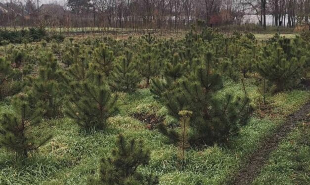 PRAZNIČNA PONUDA JELKI