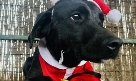 NE KUPUJ, UDOMI- Umiljata Dana traži svoj dom!