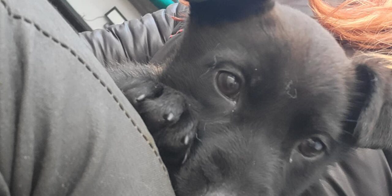 NE KUPUJ UDOMI- Mala Božana traži svoj dom!