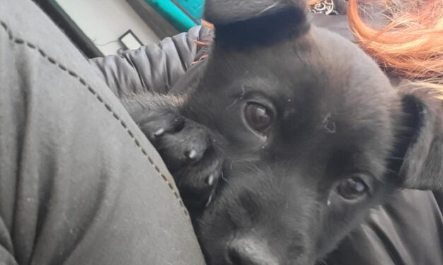 NE KUPUJ UDOMI- Mala Božana traži svoj dom!