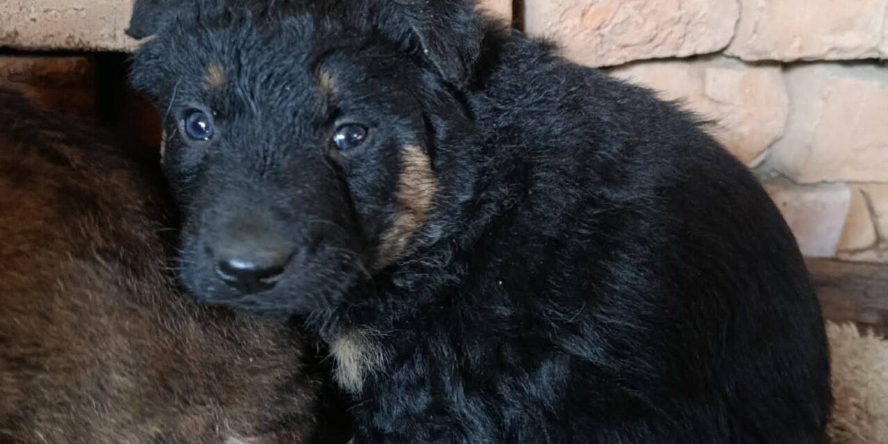 NE KUPUJ UDOMI- Mali Joca hitno traži svoj dom!