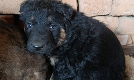 NE KUPUJ UDOMI- Mali Joca hitno traži svoj dom!