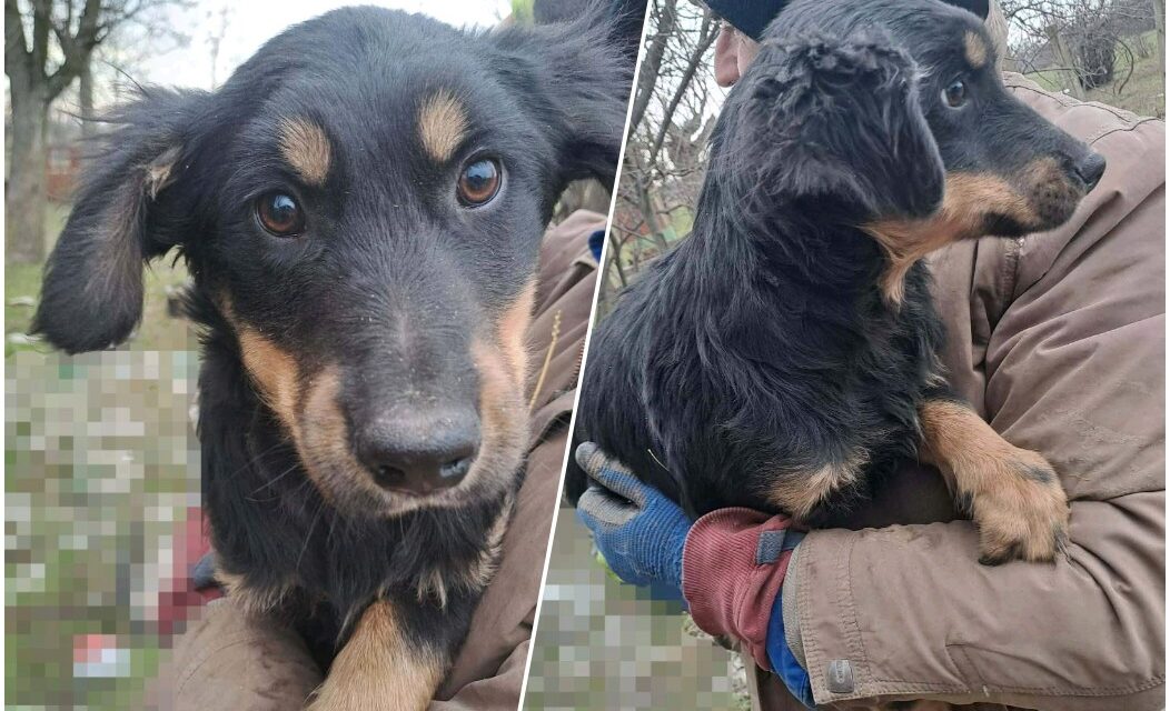 NE KUPUJ, UDOMI- Namučeni Aron hitno traži dom!