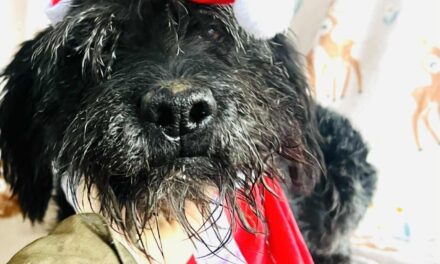 NE KUPUJ, UDOMI- Neško traži svoj dom!