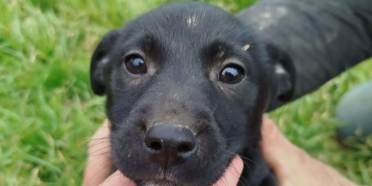 NE KUPUJ UDOMI- Malena Miki hitno traži svoj dom!
