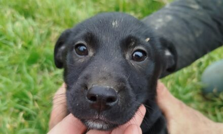 NE KUPUJ UDOMI- Malena Miki hitno traži svoj dom!