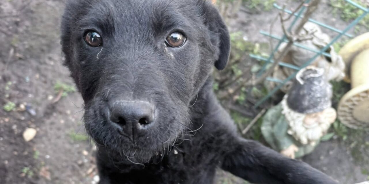 NE KUPUJ UDOMI- Malena traži svoj dom!