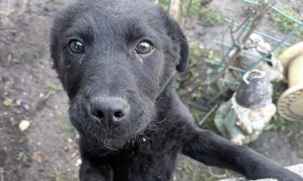 NE KUPUJ UDOMI- Malena traži svoj dom!