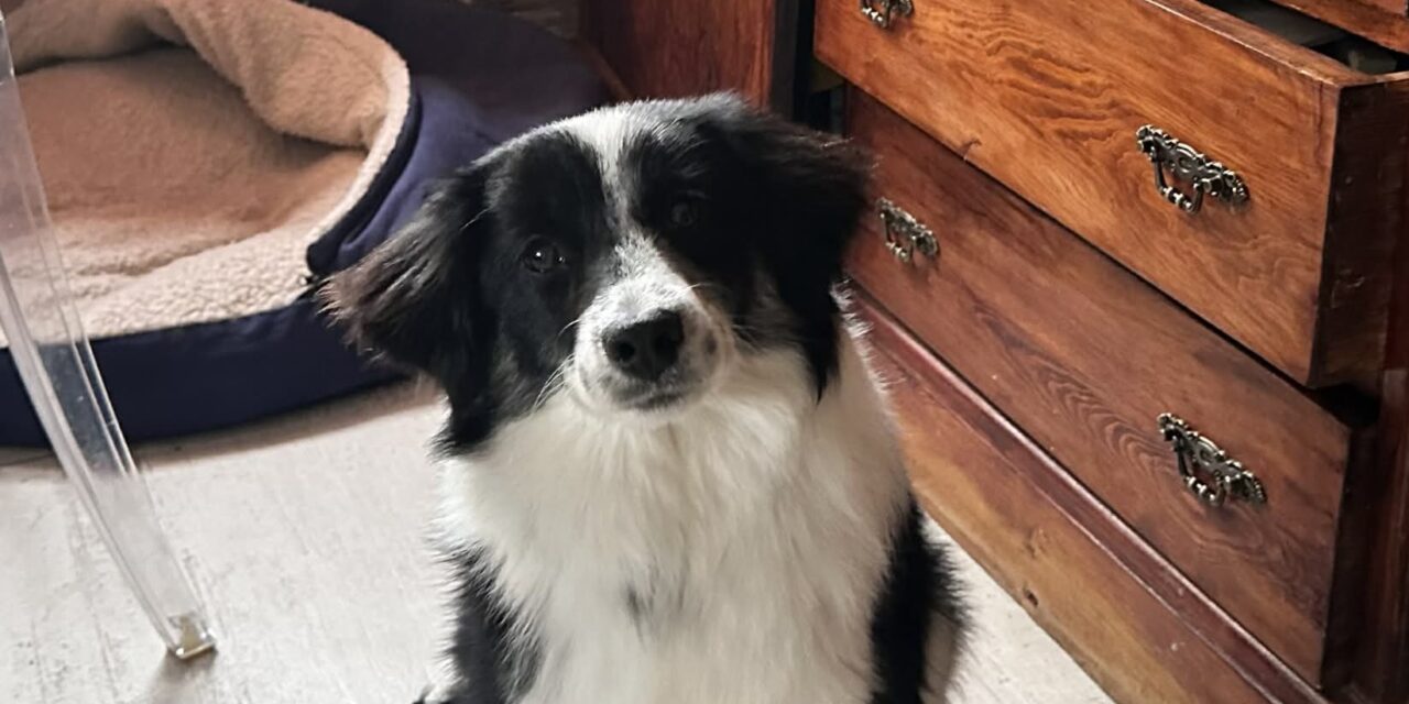 NE KUPUJ UDOMI- Logan traži svoj dom