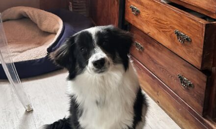 NE KUPUJ UDOMI- Logan traži svoj dom