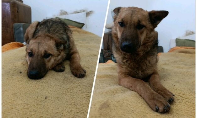 NE KUPUJ, UDOMI- Pametna i umiljata Rina traži dom!