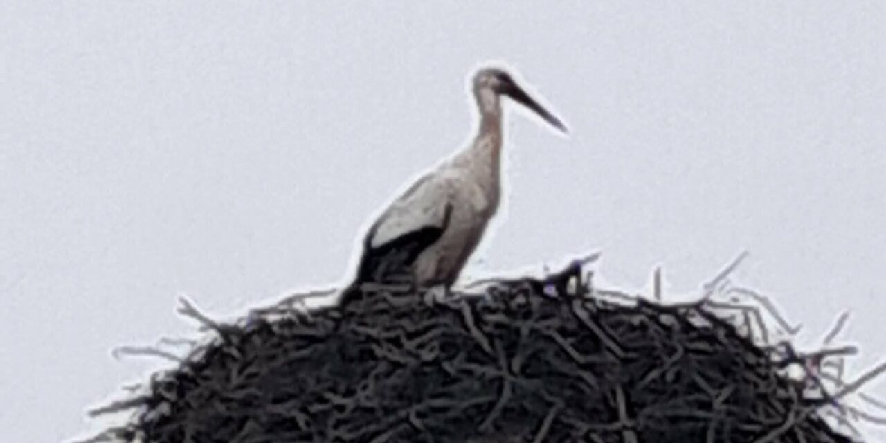 VRATIO SE PRVOJE -14. godinu za redom prva roda u Tarašu