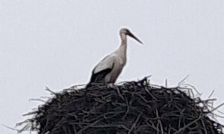 VRATIO SE PRVOJE -14. godinu za redom prva roda u Tarašu