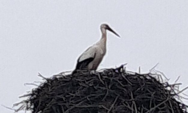 VRATIO SE PRVOJE -14. godinu za redom prva roda u Tarašu