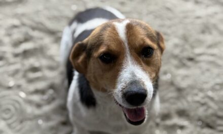 NE KUPUJ UDOMI- Umiljati Pegica traži svoj dom!