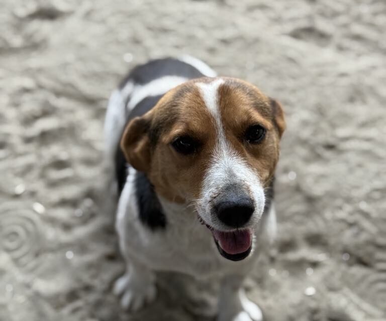 NE KUPUJ UDOMI- Umiljati Pegica traži svoj dom!