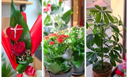 Bogat arsotiman rezanog i saksijskog cveca, aranžmana i buketa u cvećari Jasmin