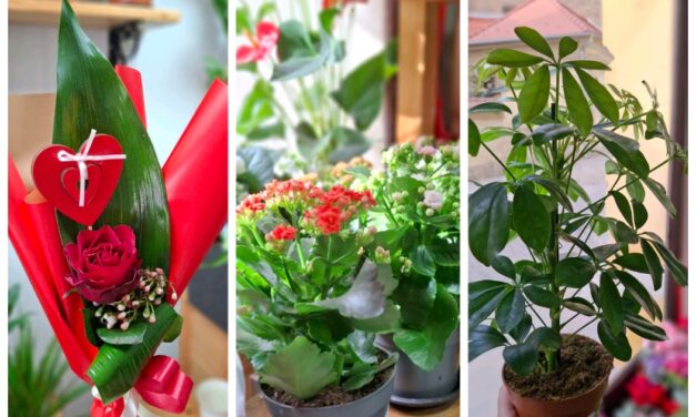 Bogat arsotiman rezanog i saksijskog cveca, aranžmana i buketa u cvećari Jasmin