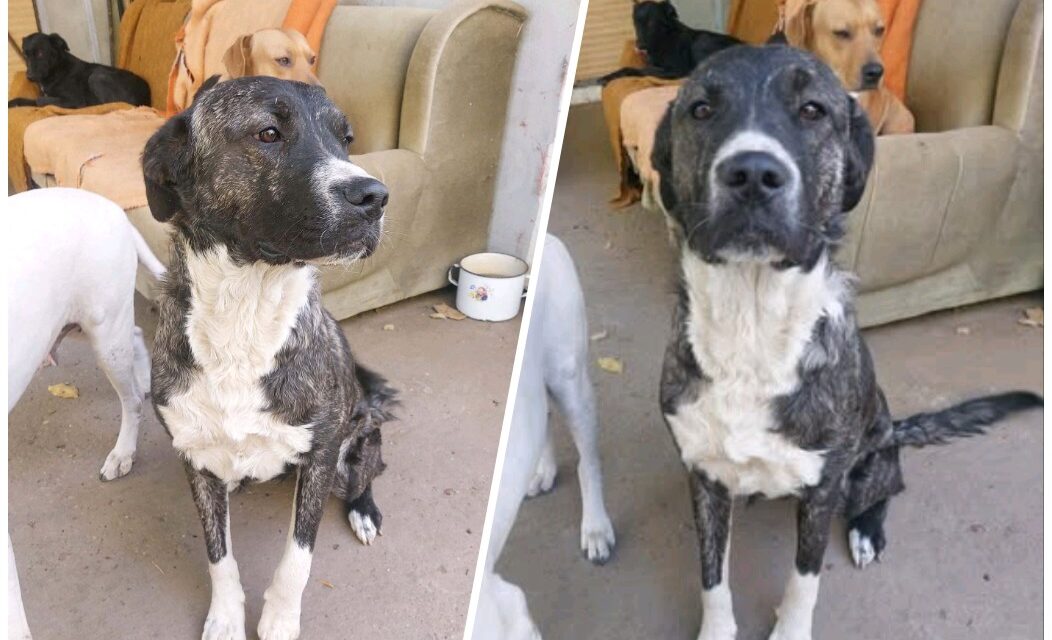 NE KUPUJ UDOMI- Dragana traži svoj dom!