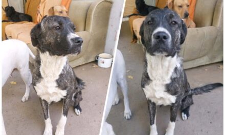 NE KUPUJ UDOMI- Dragana traži svoj dom!