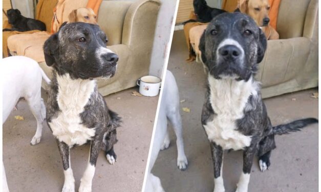 NE KUPUJ UDOMI- Dragana traži svoj dom!