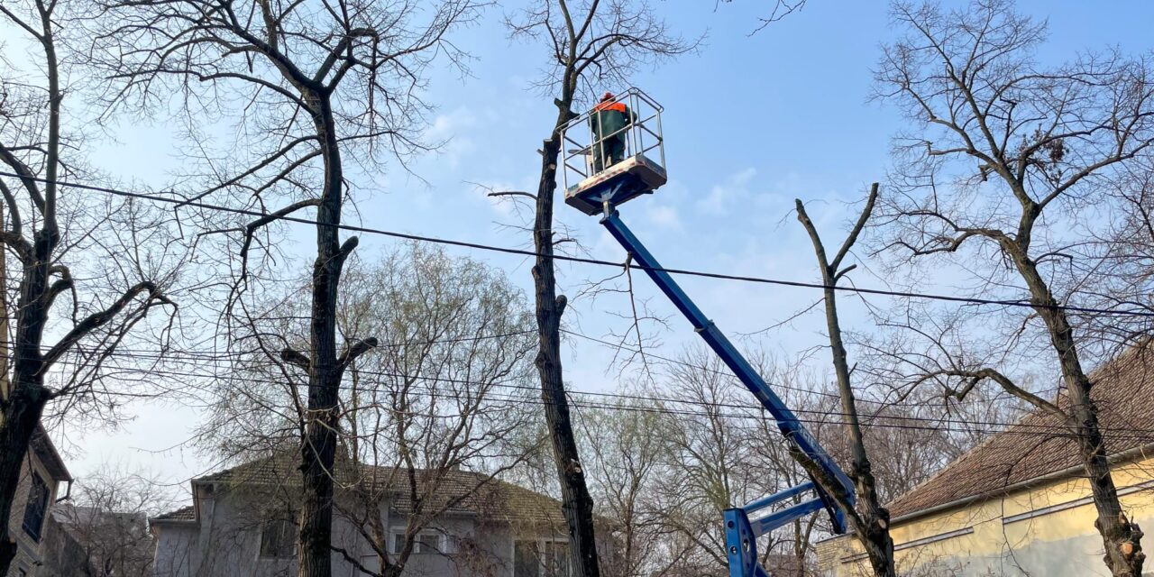Saopštenje Čistoće povodom orezivanja stabala u ulici Kej 2. oktobra