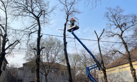 Saopštenje Čistoće povodom orezivanja stabala u ulici Kej 2. oktobra