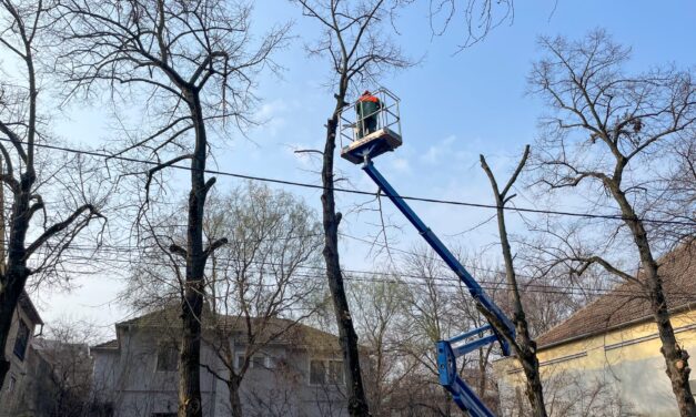 Saopštenje Čistoće povodom orezivanja stabala u ulici Kej 2. oktobra