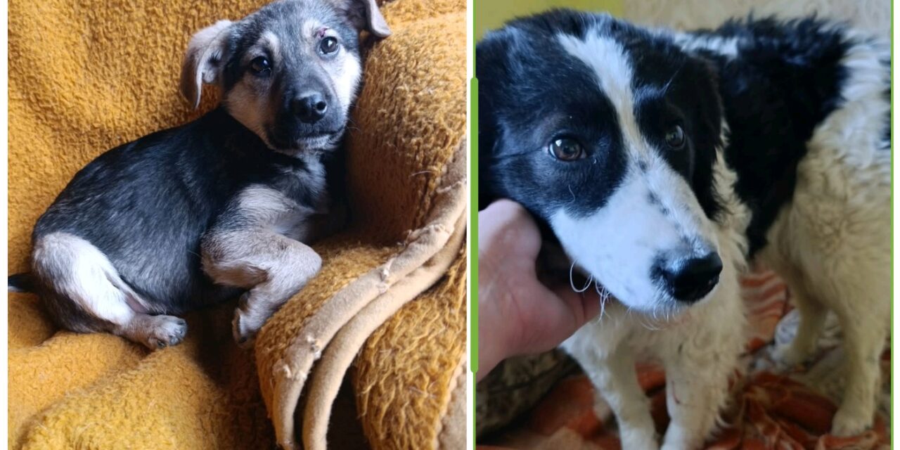 Boni i Lucky traže svoj dom- Ne kupuj, udomi!