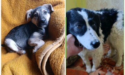 Boni i Lucky traže svoj dom- Ne kupuj, udomi!