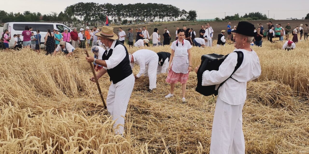 Uskoro tradicionalni „Žetelački dan“ u Mužlji