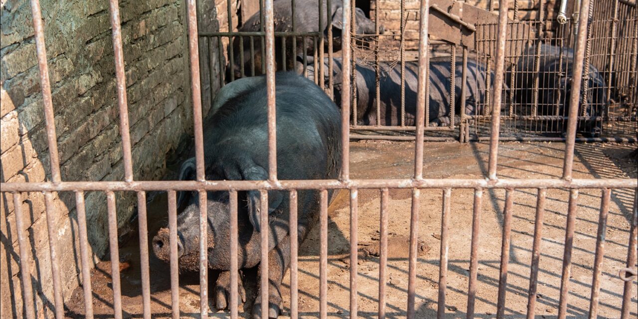 Apel poljoprivrednicima da primene mere zaštite zbog širenja afričke kuge svinja